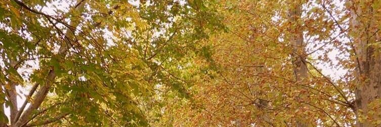 brendazeib's profile banner image