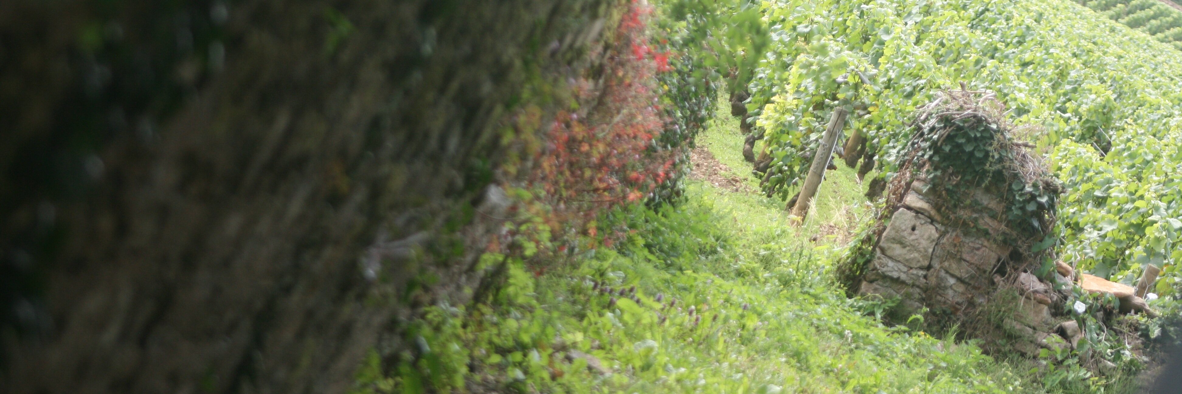 WinePonder's profile banner image