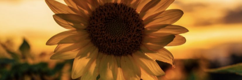 AmbitiousX's profile banner image