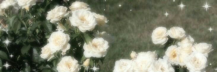 areebnasserr's profile banner image
