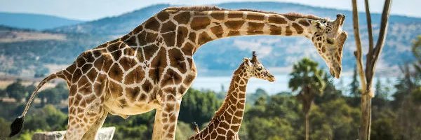 marcello_maa's profile banner image