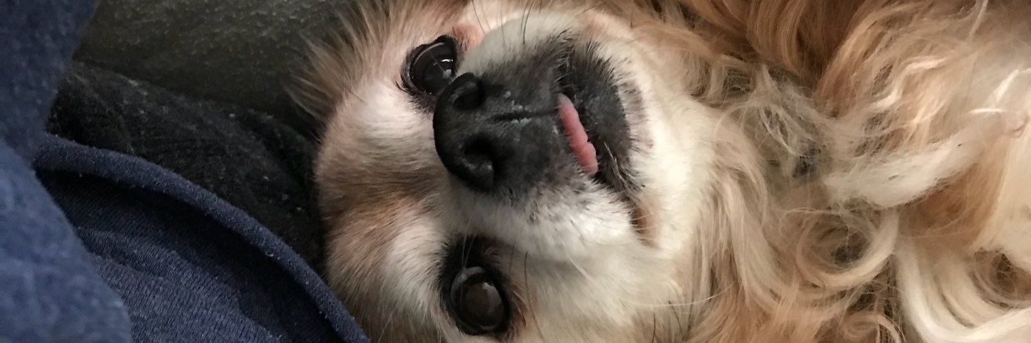 UnBEARablyPanda's profile banner image