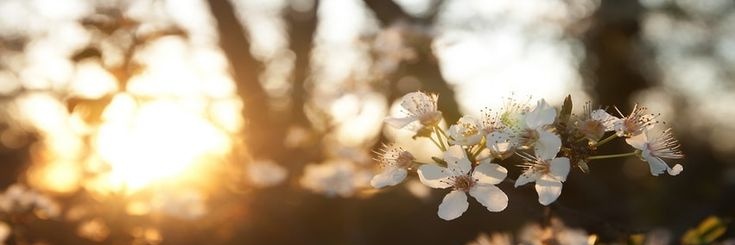 bicv21's profile banner image