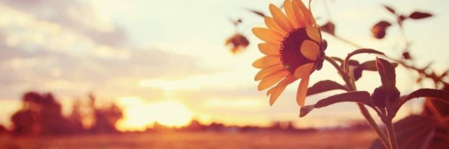 _alliewoosley_'s profile banner image