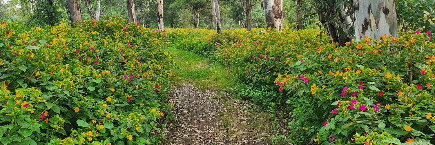 Africoon Pepper banner