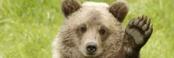 berndebtom1 Profile Banner