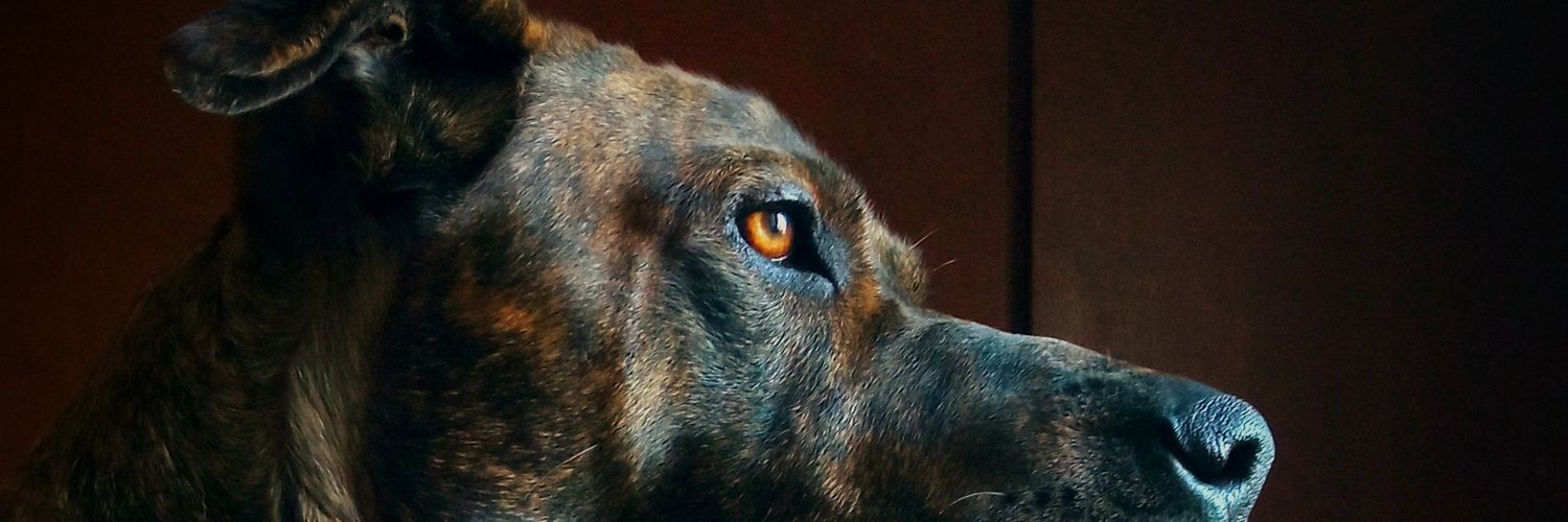 Rodri_Condee's profile banner image