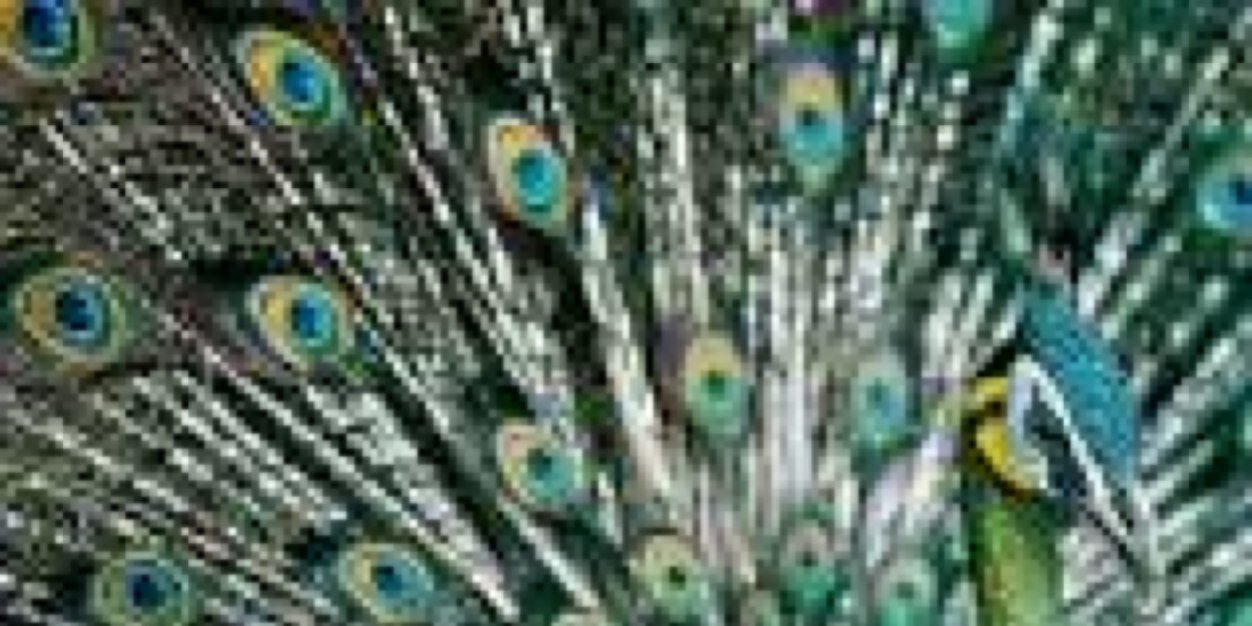heather koontz banner