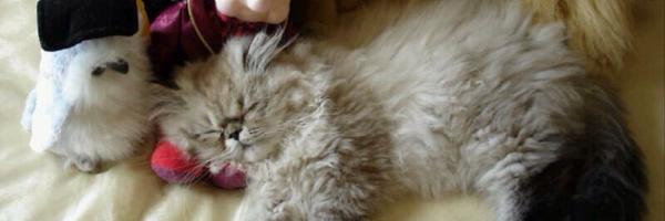 gemsonkat Profile Banner