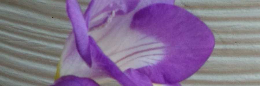 MariaCapel74's profile banner image
