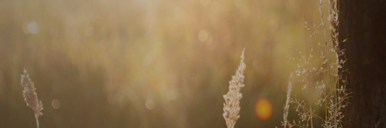 StephaniJahn's profile banner image