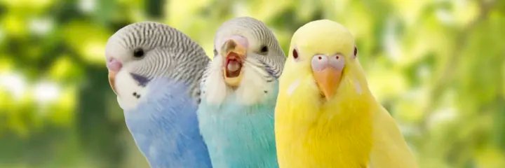 bird_rage's profile banner image