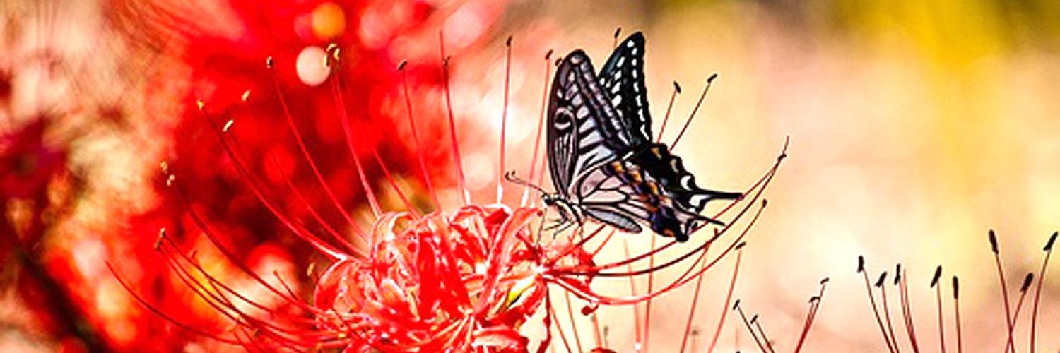 vespasv's profile banner image