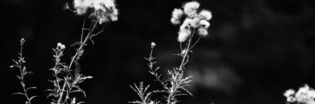 mientuscom's profile banner image