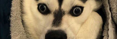 FoxxStarr468's profile banner image