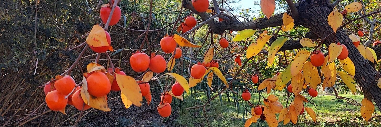 M. José G. Corell banner
