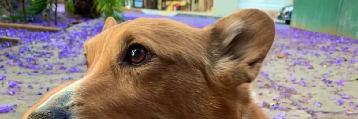 Junior el Samurai 🌈 banner