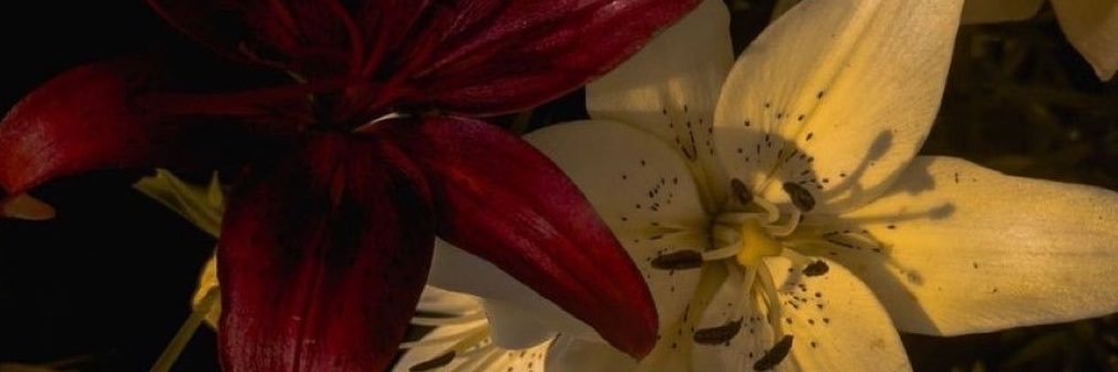 rosejoyie's profile banner image