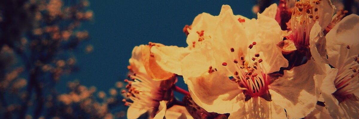 laurizardd's profile banner image