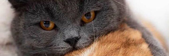 Fernando Ramos banner