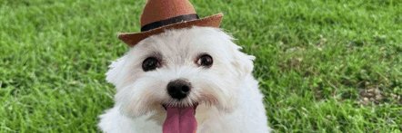 bobeeee_trades's profile banner image