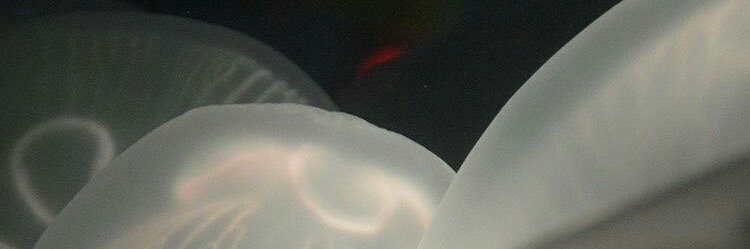 bludstnednikes's profile banner image