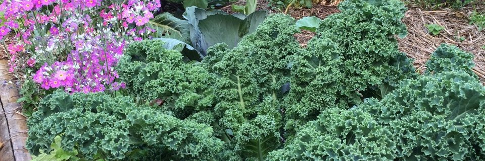 Robyn Francis banner