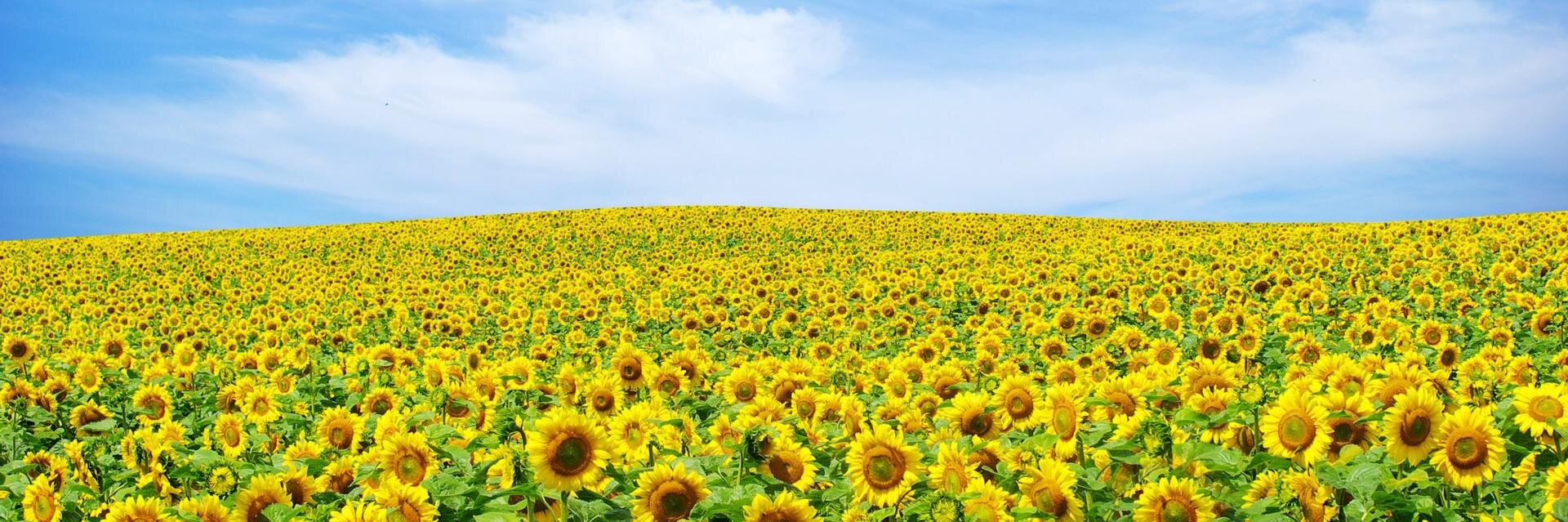 nodanis's profile banner image