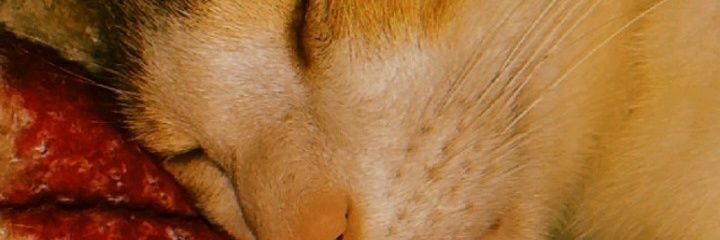 ArceRomii's profile banner image