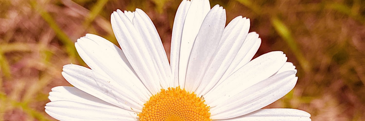 Shamijey's profile banner image