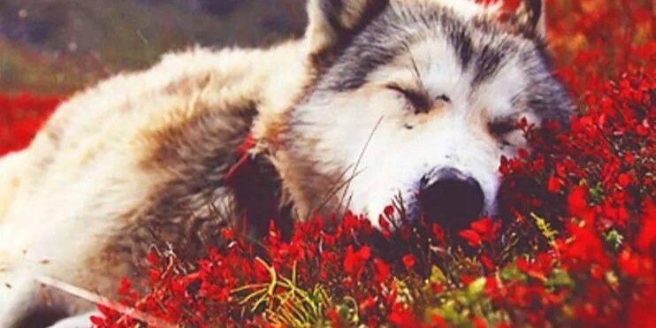 Condekokoo's profile banner image