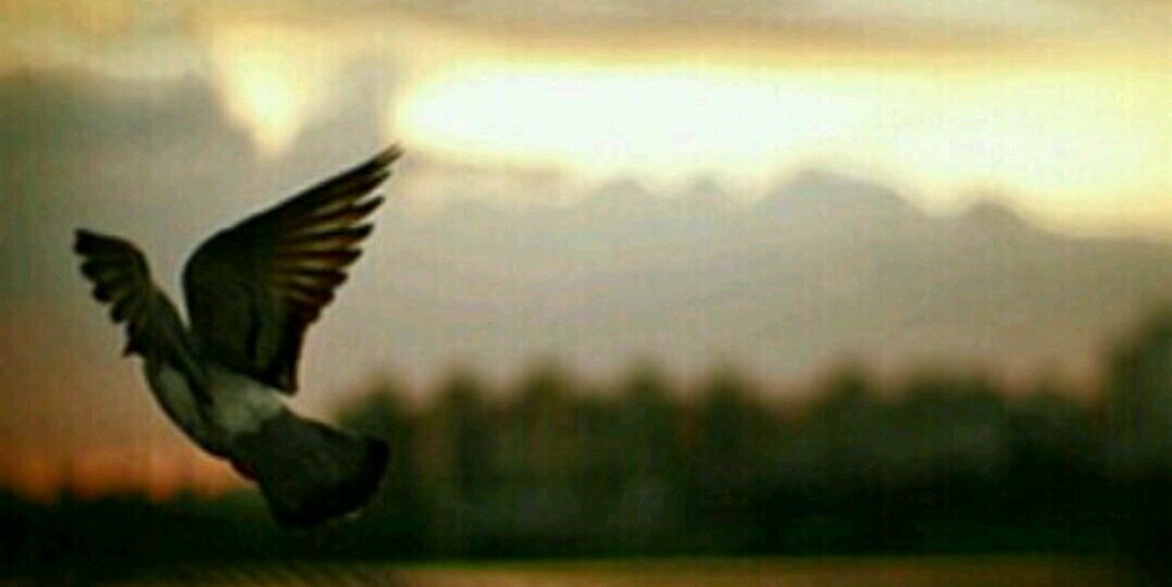 hajer_alm's profile banner image