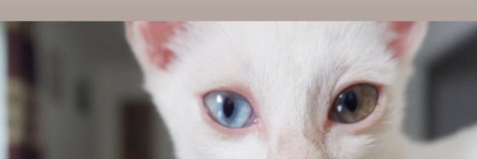 elsaliora's profile banner image