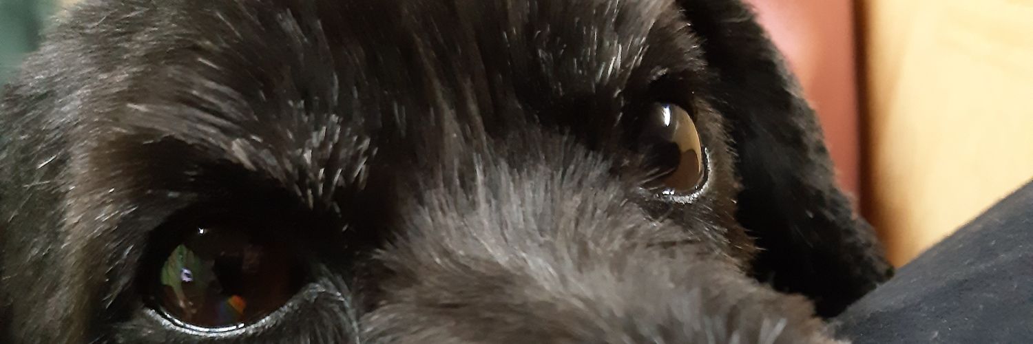 SolCalivar's profile banner image
