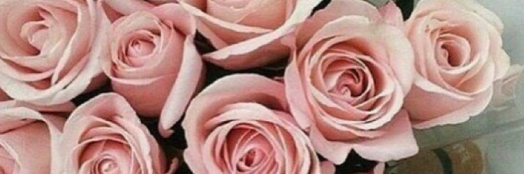 PinkPrincessFox's profile banner image