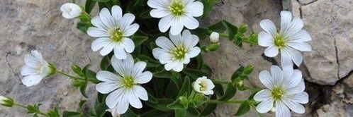 Claudia Figueredo banner