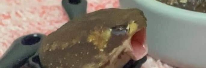 maddkami's profile banner image