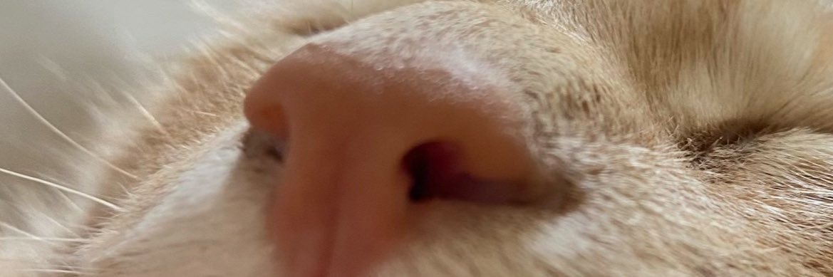 Idonotknowbea's profile banner image