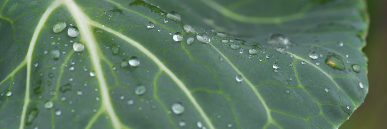 Islander Green Team 🌱 banner