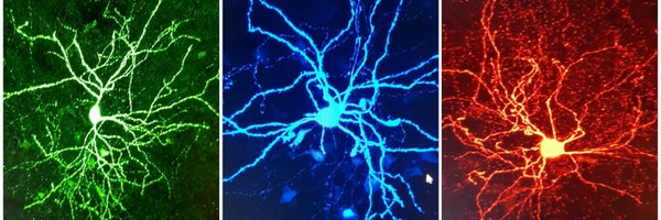 AnTokarska Profile Banner