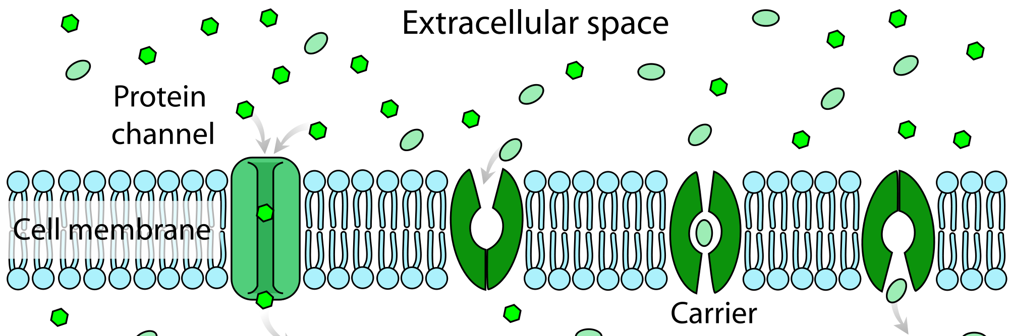 Cell_Main_Brane's profile banner image