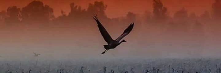armanseguis's profile banner image