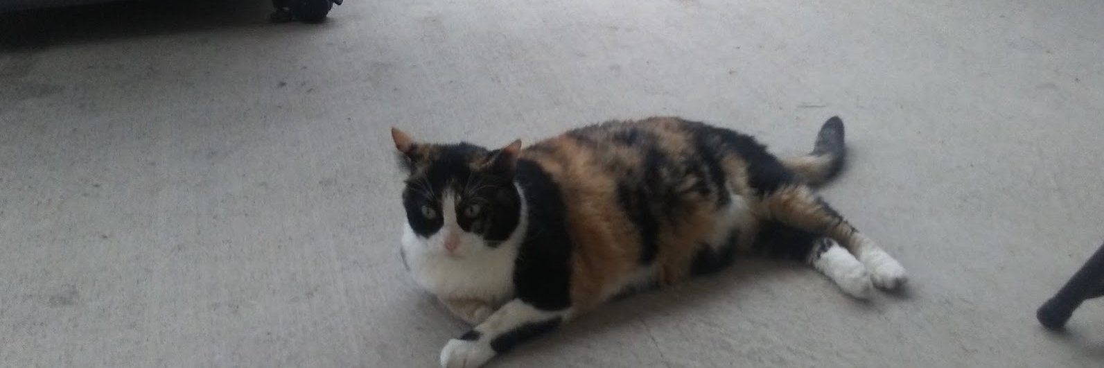 March 2, 1836 banner