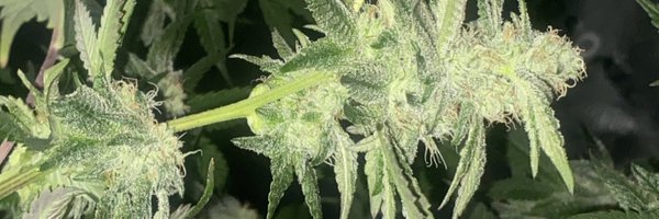 _MadeNCali Profile Banner