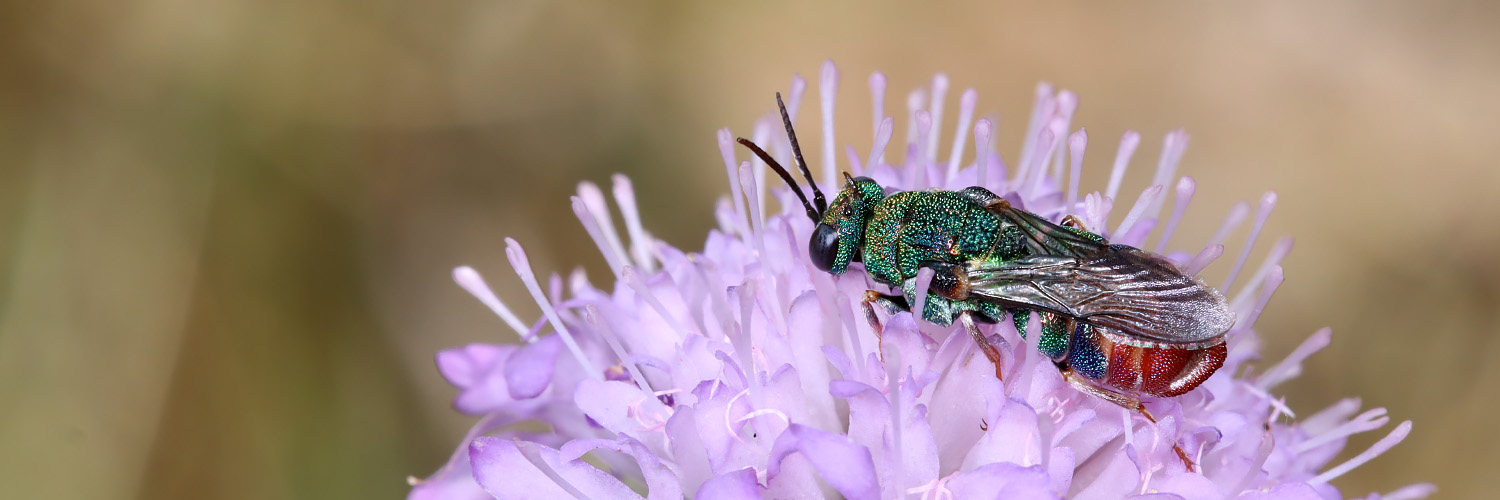 Uģis Piterāns banner