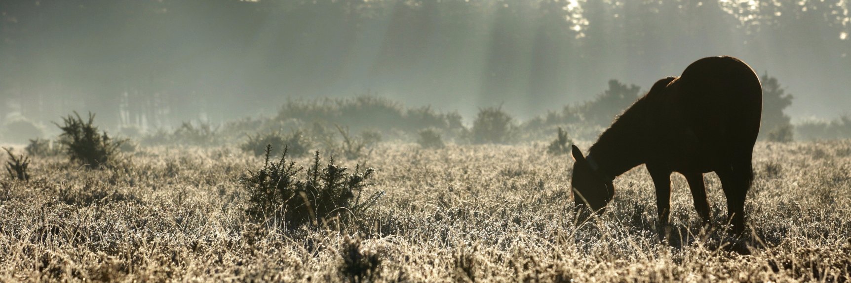 new_forest_post's profile banner image