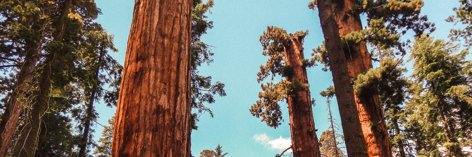 Robert Bouschery banner