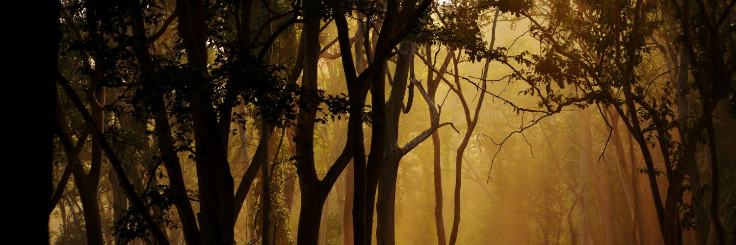 roxanne__west's profile banner image