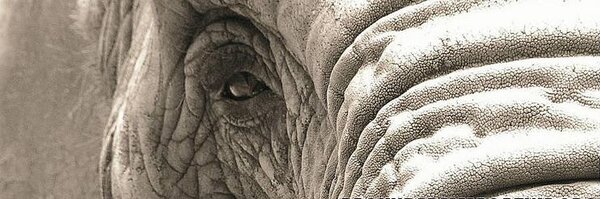 Elephas_maximus Profile Banner