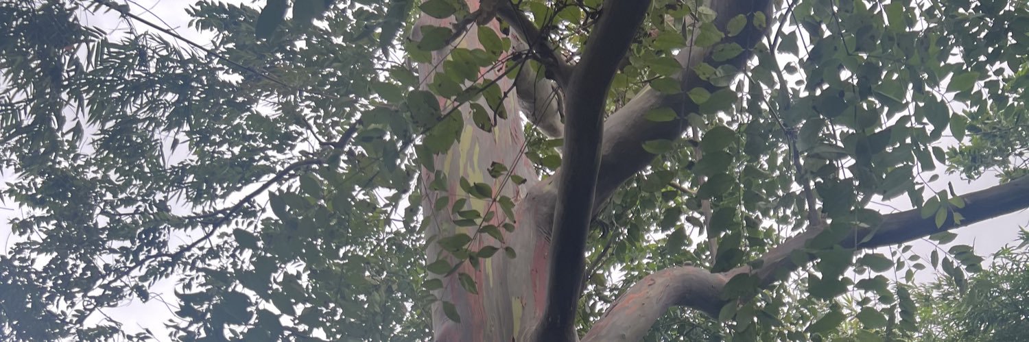 Diana Perez Tobin banner